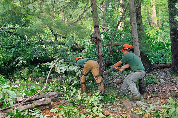 Best Dead Tree Removal  in North Star, DE